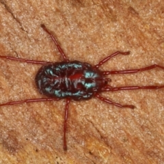 Rainbowia sp. (genus) (A mite) at Mount Ainslie - 17 Aug 2020 by jb2602