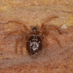 Euryopis sp. (genus) (An ant eating spider) at Mount Ainslie - 17 Aug 2020 by jb2602