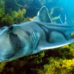 Heterodontus portusjacksoni (Port Jackson Shark) at Barunguba (Montague) Island - 27 Nov 2019 by Robertgardiner