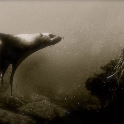 Arctocephalus pusillus doriferus (Australian Fur-seal) at Barunguba (Montague) Island - 21 Sep 2019 by Robertgardiner