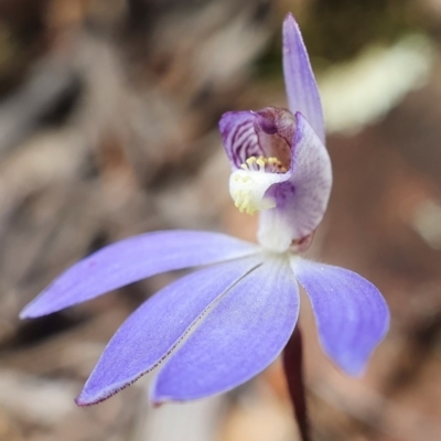 Cyanicula caerulea (Blue Fingers, Blue Fairies) at Black Mountain - 18 Aug 2020 by shoko