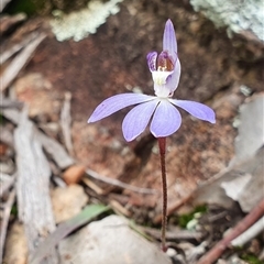 Cyanicula caerulea at Point 5815 - suppressed