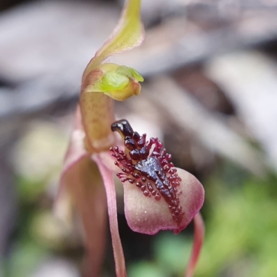 Chiloglottis reflexa (Short-clubbed Wasp Orchid) at Downer, ACT - 18 Aug 2020 by shoko