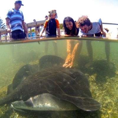 Unidentified Shark / Ray at North Narooma, NSW - 21 Sep 2019 by Robertgardiner