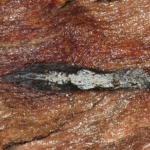 Strepsicrates macropetana at Majura, ACT - 17 Aug 2020 05:21 PM