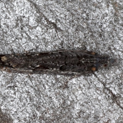 Spilonota-group (A Tortricid moth) at Mount Ainslie - 17 Aug 2020 by jb2602