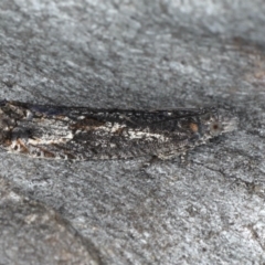 Spilonota-group at Majura, ACT - 17 Aug 2020