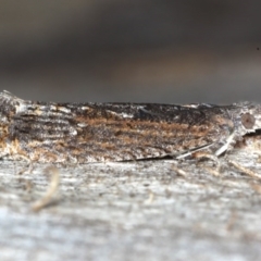 Spilonota-group at Majura, ACT - 17 Aug 2020 04:57 PM