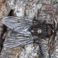 Helina sp. (genus) (Muscid fly) at Majura, ACT - 17 Aug 2020 by jb2602