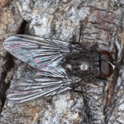 Helina sp. (genus) (Muscid fly) at Majura, ACT - 17 Aug 2020 by jb2602