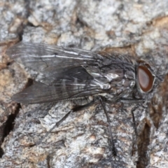 Helina sp. (genus) at Majura, ACT - 17 Aug 2020