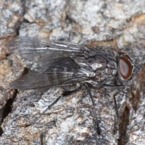 Helina sp. (genus) at Majura, ACT - 17 Aug 2020 05:25 PM