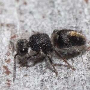 Mutillidae (family) at ANBG - 18 Aug 2020