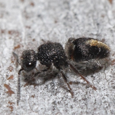 Mutillidae (family) (Unidentified Mutillid wasp or velvet ant) at Downer, ACT - 18 Aug 2020 by TimL