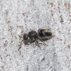 Mutillidae (family) at ANBG - 18 Aug 2020