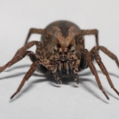 Venatrix pictiventris at Evatt, ACT - 18 Aug 2020 04:38 PM