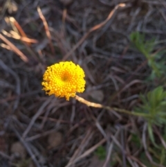 Leptorhynchos sp. at Boro, NSW - 17 Aug 2020 by mcleana