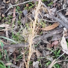 Austrostipa scabra (Corkscrew Grass, Slender Speargrass) at Weetangera, ACT - 18 Aug 2020 by tpreston