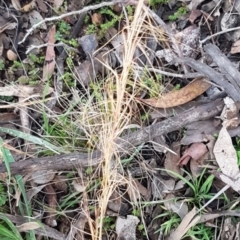 Austrostipa scabra (Corkscrew Grass, Slender Speargrass) at Weetangera, ACT - 18 Aug 2020 by trevorpreston