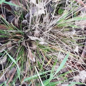 Austrostipa scabra at Weetangera, ACT - 18 Aug 2020