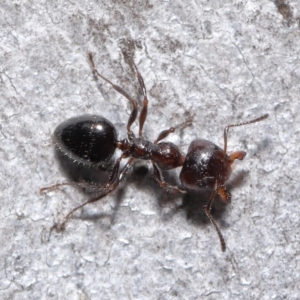 Myrmecorhynchus emeryi at Downer, ACT - 18 Aug 2020 11:29 AM