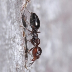 Myrmecorhynchus emeryi at Downer, ACT - 18 Aug 2020 11:29 AM