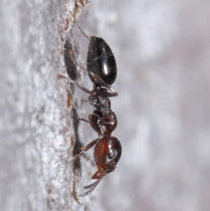 Myrmecorhynchus emeryi at Downer, ACT - 18 Aug 2020