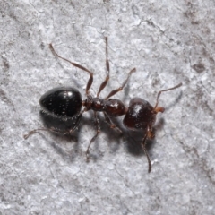 Myrmecorhynchus emeryi at Downer, ACT - 18 Aug 2020