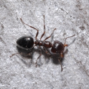 Myrmecorhynchus emeryi at Downer, ACT - 18 Aug 2020 11:29 AM