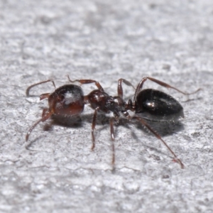 Myrmecorhynchus emeryi at Downer, ACT - 18 Aug 2020 11:29 AM