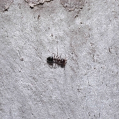 Myrmecorhynchus emeryi at Downer, ACT - 18 Aug 2020 11:29 AM