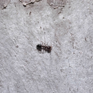 Myrmecorhynchus emeryi at Downer, ACT - 18 Aug 2020 11:29 AM