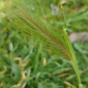 Hordeum leporinum at Lyneham, ACT - 19 Aug 2020 09:15 AM