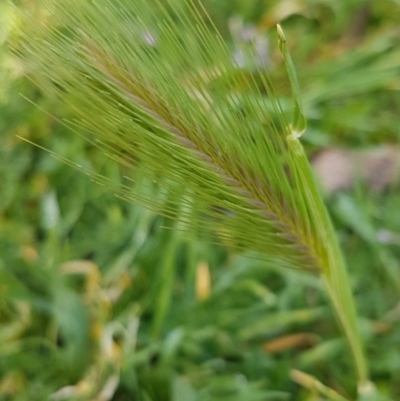 Hordeum leporinum (Barley Grass) at Sullivans Creek, Lyneham South - 18 Aug 2020 by trevorpreston
