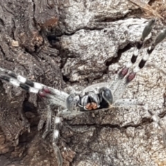 Isopeda sp. (genus) (Huntsman Spider) at Sullivans Creek, Lyneham South - 18 Aug 2020 by trevorpreston