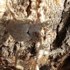 Isopeda sp. (genus) at Lyneham, ACT - 19 Aug 2020 09:18 AM