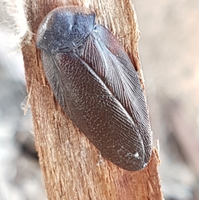 Laxta granicollis (Common bark or trilobite cockroach) at City Renewal Authority Area - 18 Aug 2020 by tpreston
