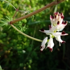 Fumaria capreolata (White Fumitory) at O'Connor, ACT - 19 Aug 2020 by trevorpreston