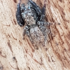 Servaea sp. (genus) (Unidentified Servaea jumping spider) at Sullivans Creek, Lyneham South - 18 Aug 2020 by trevorpreston