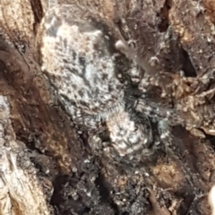 Servaea incana (Hoary Servaea) at Sullivans Creek, O'Connor - 18 Aug 2020 by trevorpreston