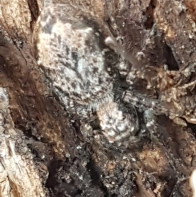 Servaea incana (Hoary Servaea) at Sullivans Creek, Lyneham South - 18 Aug 2020 by trevorpreston