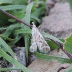 Sedenia rupalis (A Crambid moth) at Conder, ACT - 18 Mar 2020 by michaelb