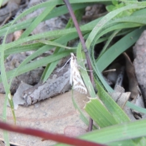 Sedenia rupalis at Conder, ACT - 18 Mar 2020