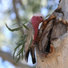 Eolophus roseicapilla (Galah) at ANBG - 13 Aug 2020 by jbromilow50