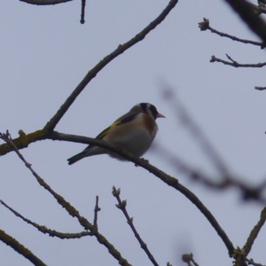 Carduelis carduelis at Bega, NSW - 19 Aug 2020