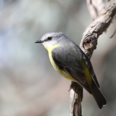 Eopsaltria australis (Eastern Yellow Robin) at Acton, ACT - 13 Aug 2020 by jb2602