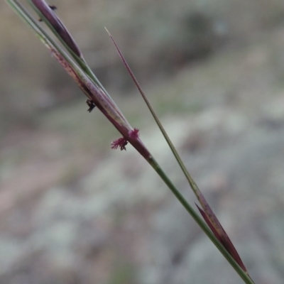 Aristida ramosa (Purple Wire Grass) at Conder, ACT - 18 Mar 2020 by michaelb