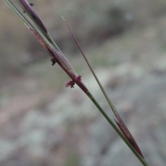 Aristida ramosa (Purple Wire Grass) at Conder, ACT - 18 Mar 2020 by michaelb