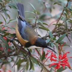 Acanthorhynchus tenuirostris (Eastern Spinebill) at Downer, ACT - 13 Aug 2020 by jb2602