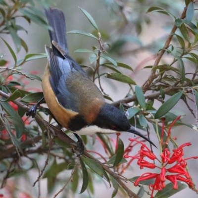 Acanthorhynchus tenuirostris (Eastern Spinebill) at Downer, ACT - 13 Aug 2020 by jbromilow50